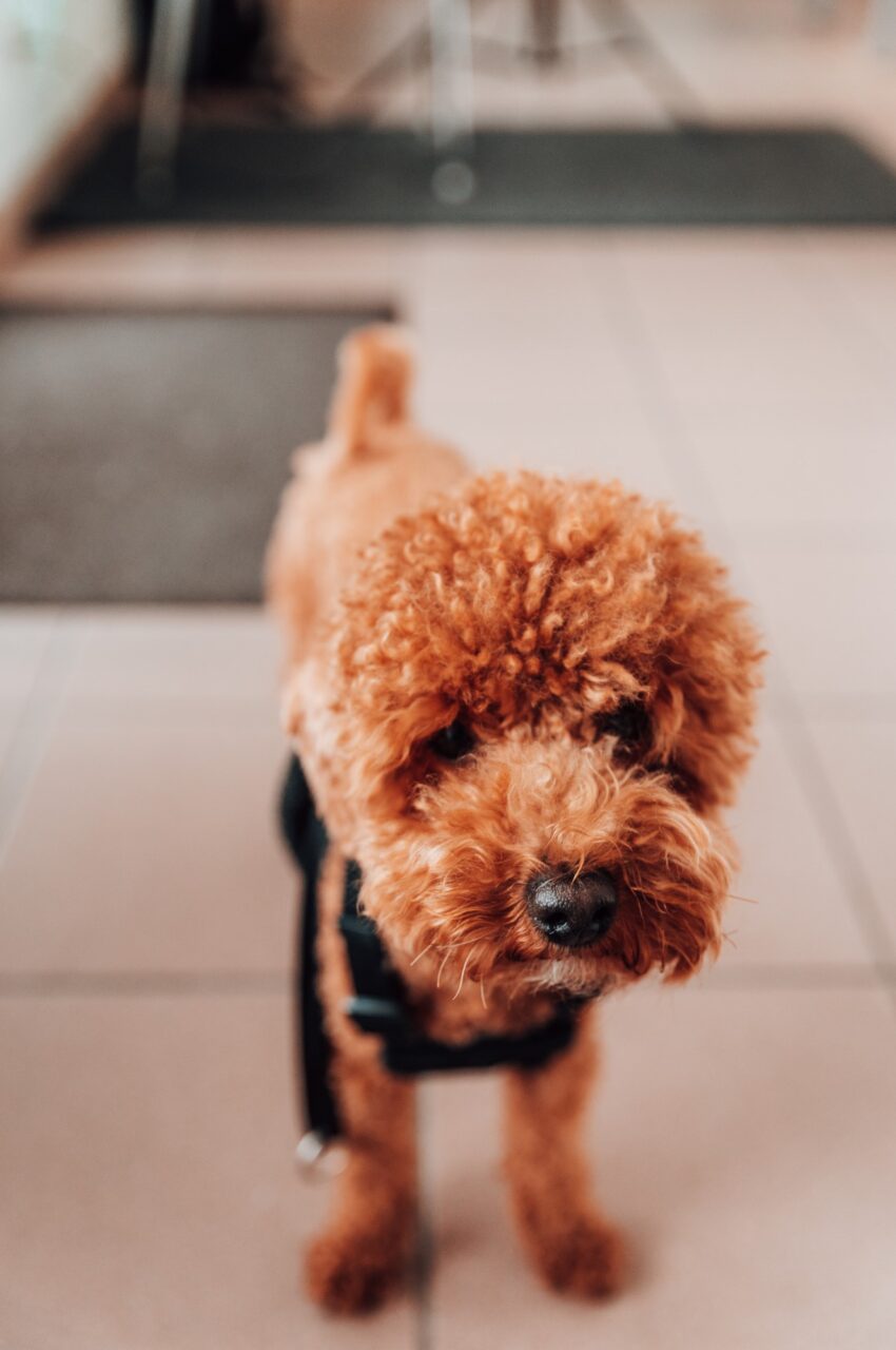 Louis Louis, chief happiness officer, office dog, appoint